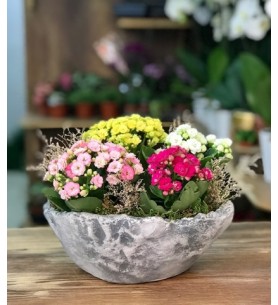 Saksıda Kalanchoe Çiçeği