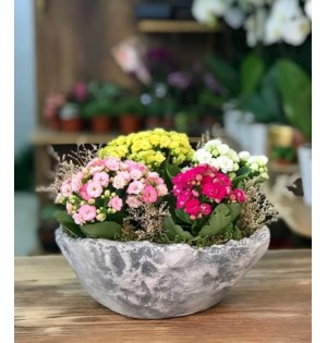 Saksıda Kalanchoe Çiçeği