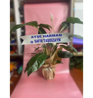 Barış Çiçeği 2