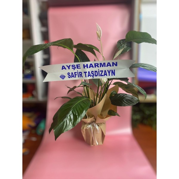 Barış Çiçeği 2