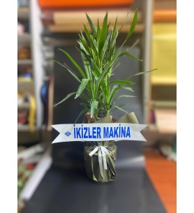 Yucca Çiçeği 2