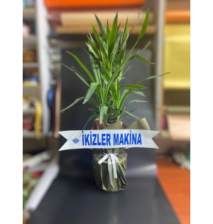 Yucca Çiçeği 2