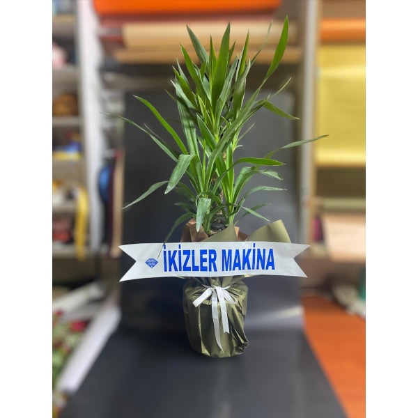 Yucca Çiçeği 2
