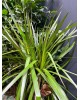 3 Gövdeli Marginata