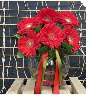 Fanusta Kırmızı Gerbera