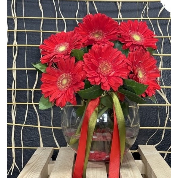 Fanusta Kırmızı Gerbera