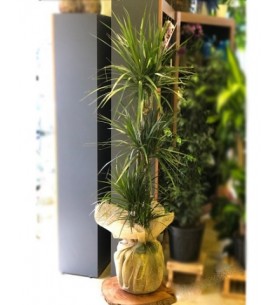 3 Gövdeli Marginata