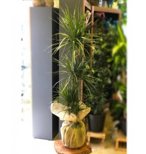 3 Gövdeli Marginata