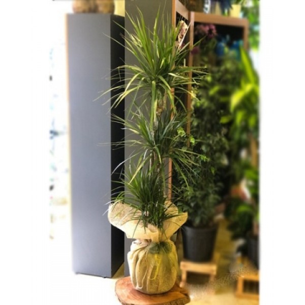 3 Gövdeli Marginata