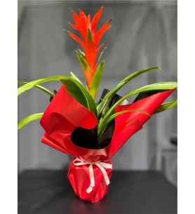 Guzmania Çiçeği