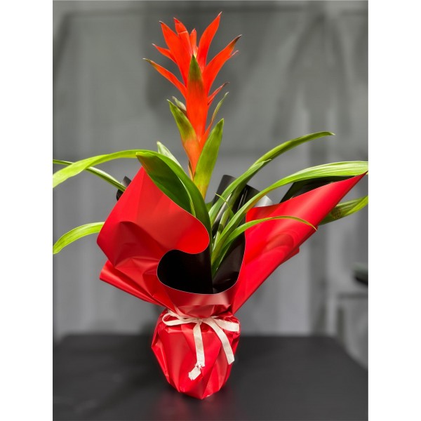 Guzmania Çiçeği
