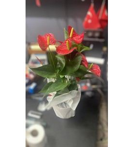 Antaryum Saksı Çiçeği