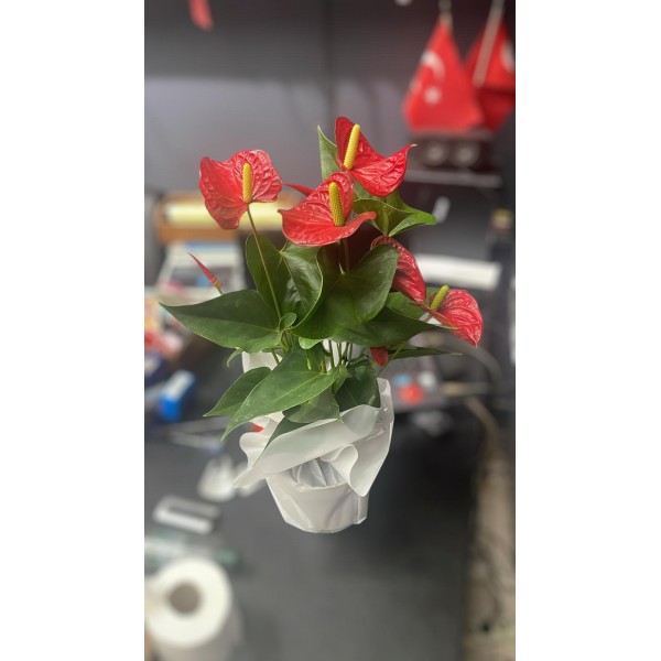 Antaryum Saksı Çiçeği