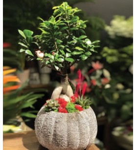Bonsai çiçeği