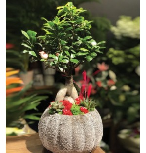 Bonsai çiçeği