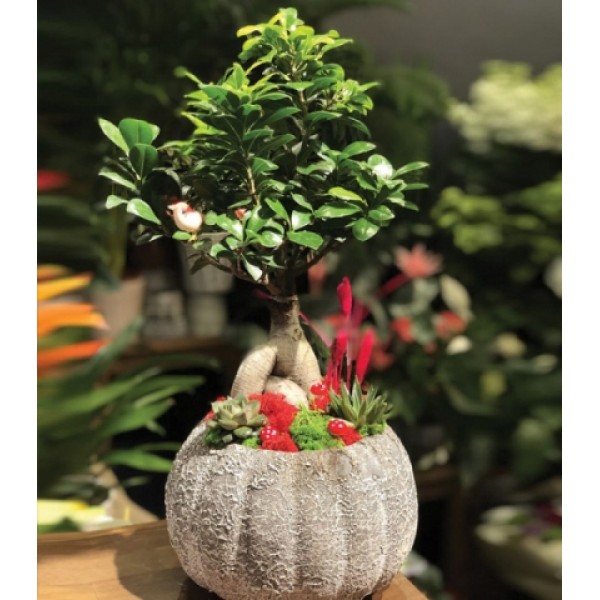 Bonsai çiçeği