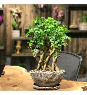 Örgülü Bonsai