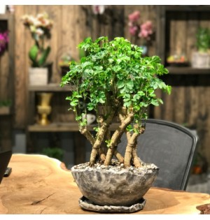 Örgülü Bonsai