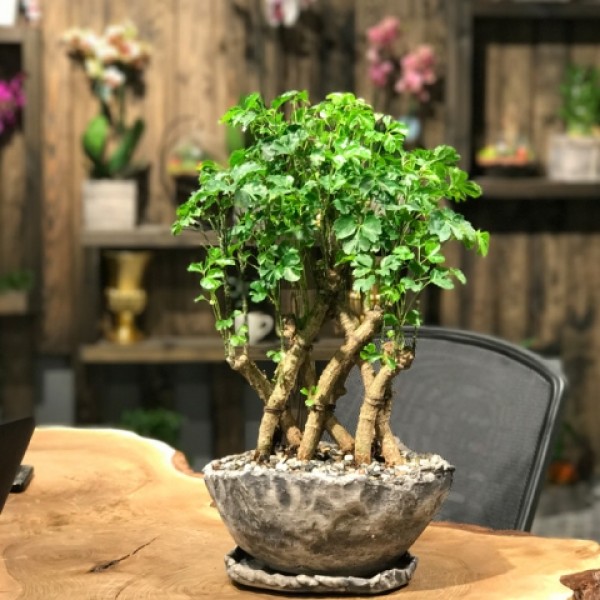 Örgülü Bonsai