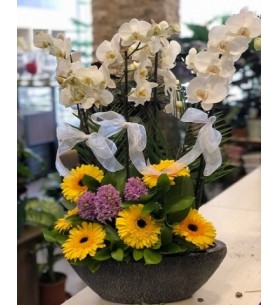 Beyaz Orkideli Gerbera