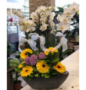 Beyaz Orkideli Gerbera