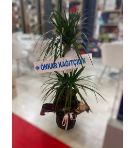Draçena Çiçeği 1