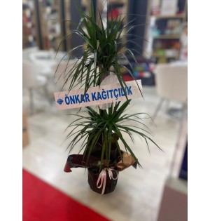 Draçena Çiçeği 1