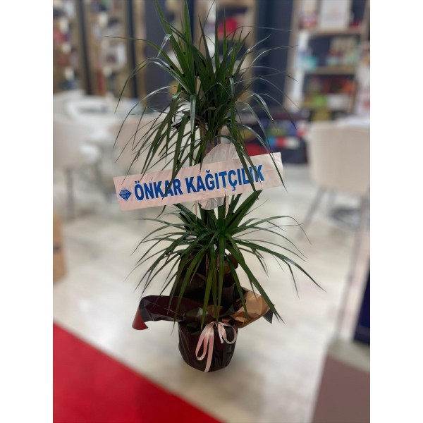 Draçena Çiçeği 1