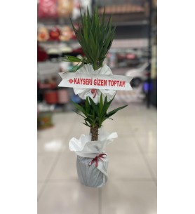 Yucca Çiçeği 1