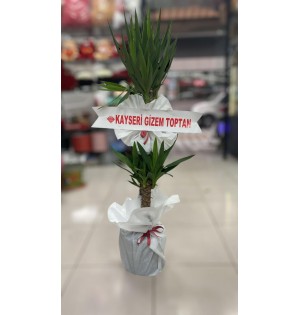 Yucca Çiçeği 1