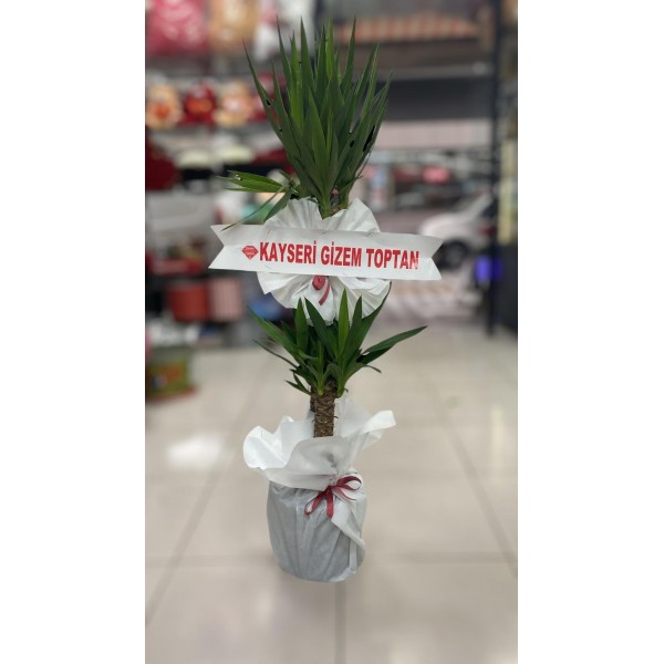 Yucca Çiçeği 1