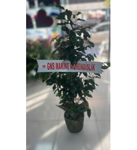 Saksıda Benjamin Çiçeği