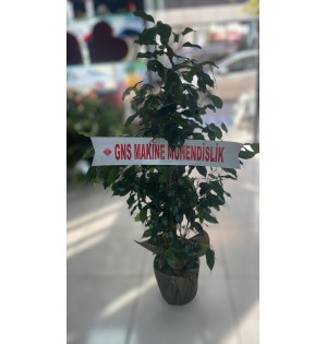 Saksıda Benjamin Çiçeği
