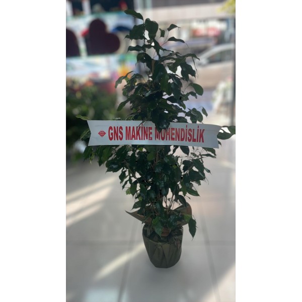 Saksıda Benjamin Çiçeği