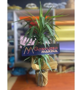 Yucca Gigantea 1