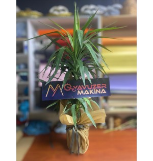 Yucca Gigantea 1