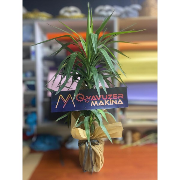 Yucca Gigantea 1