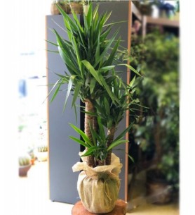 Yuca Çiçeği