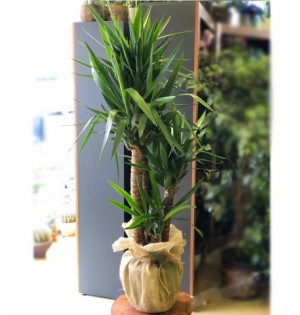 Yuca Çiçeği